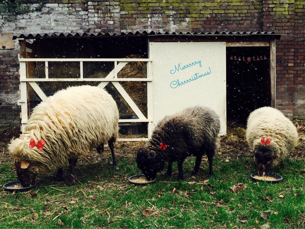 richarddols's tweet photo. #christmas #wish Mooie dagen iedereen! Beautiful days everyone! https://t.co/gDABHlIgQZ