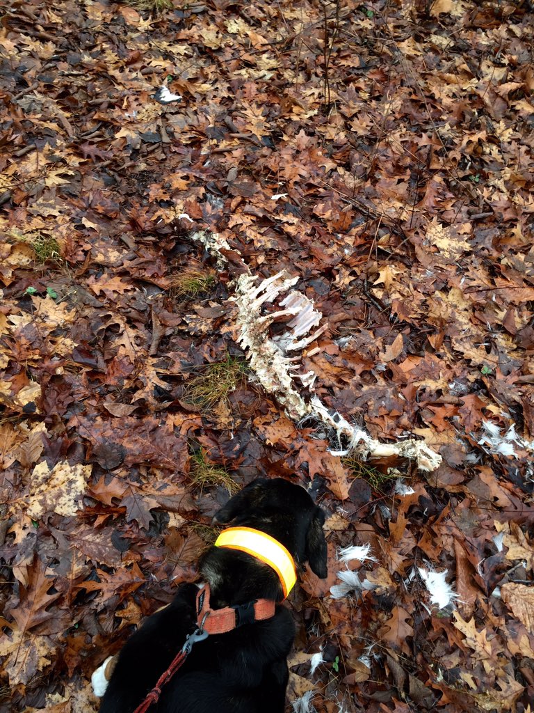 All I want for Xmas is a deer carcass! Sandy's holiday wishes came true when she sniffed out this grizzly scene.