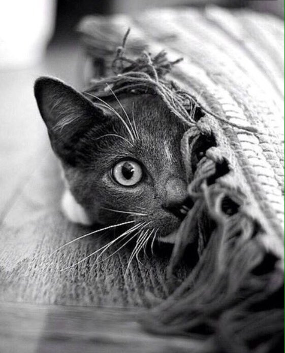 MiistShoes's tweet photo. Feliz Navidad con #AMOR 💫
#noalapirotecnia #crueltyfree https://t.co/mBRztDcHbQ