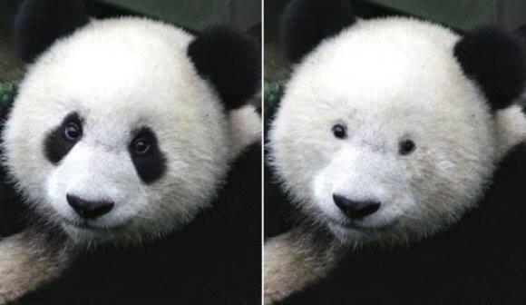 viralon_net's tweet image. This is what a Panda looks like without eye makeup.