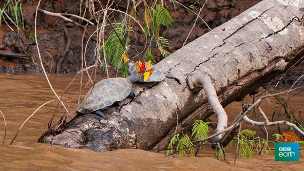 BBCEarth's tweet photo. Why are these butterflies drinking the tears of a turtle? https://t.co/k36ToPH9Kj #EarthCapture by @AaronPomerantz https://t.co/hmXT4XSLWr