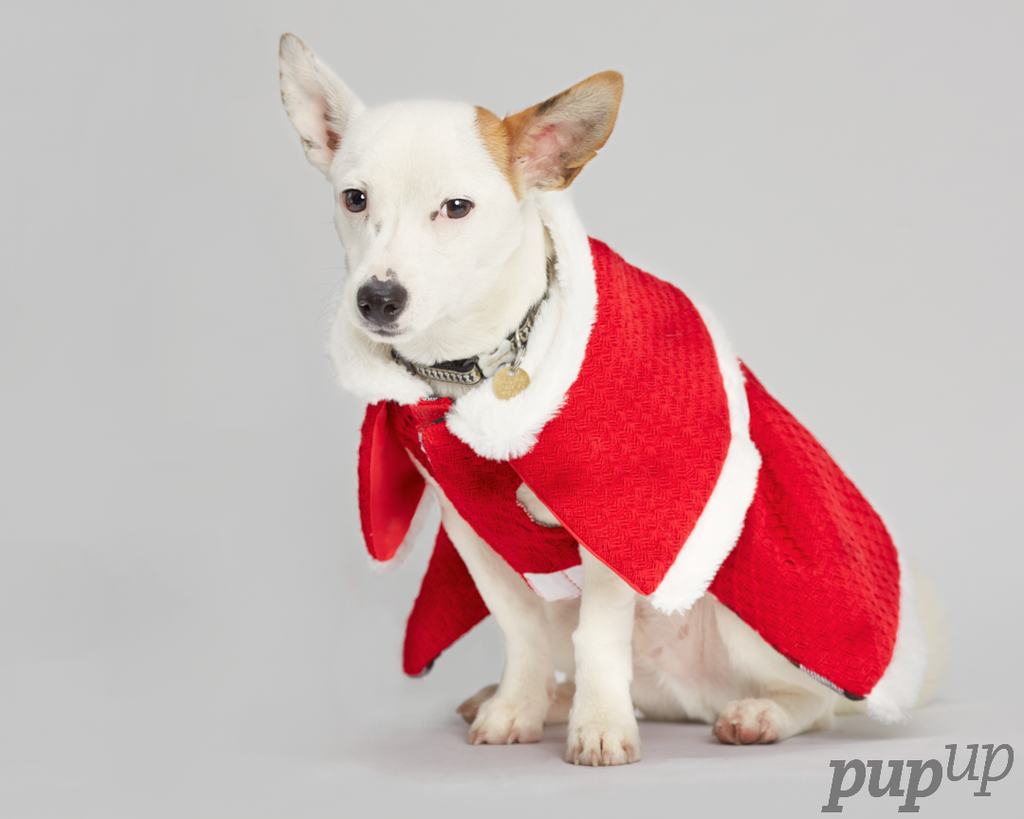 PupUpStudio tweet picture