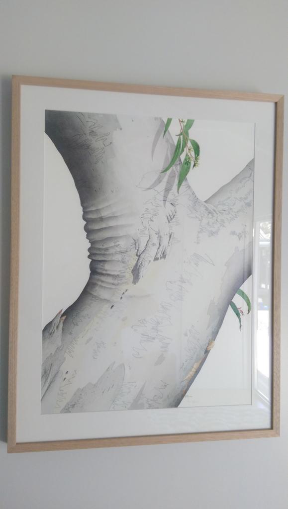 tonywalker1's tweet image. ...and the pair of David Mackay&apos;s Scribbly Gums #davidmackay