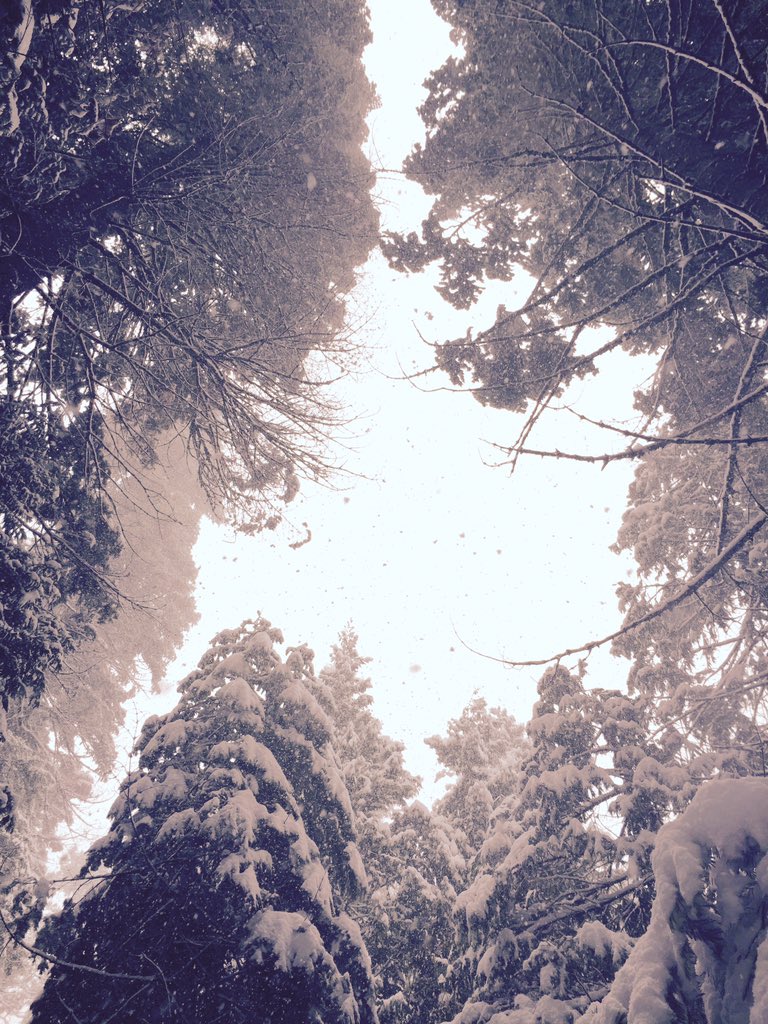 lovelygirl_ashl's tweet photo. Its so beautiful!! #Snowing #CampConnell https://t.co/wKZnESEnXA