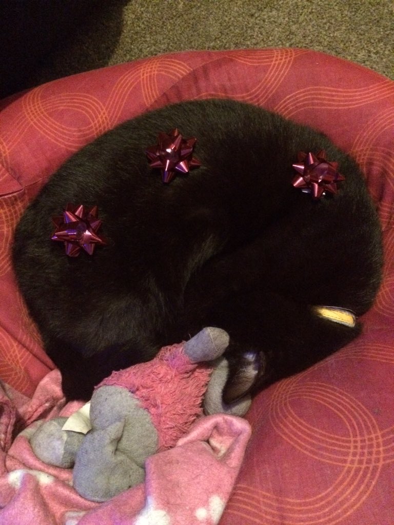 faceplant_steph's tweet photo. I'm the only one awake in my house so I'm putting bows on the sleeping ones. #bowsoncats #bowsondogs #bowsonman https://t.co/eIaPhWbZl6