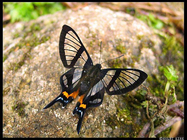 オオスカシツバメシジミタテハ】 透明な斑紋は観察角度により青く