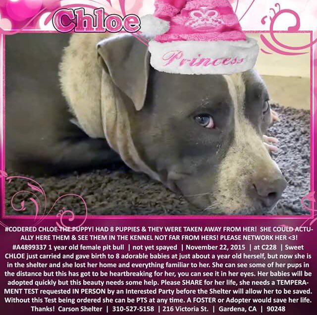 giselle1900's tweet photo. CODE RED!NEEDS SHARES&PLEDGES ASAP!AT SHELTER SINCE NOV22😰https://t.co/nE5xvqubRz #Ca #pitull @Gdad1 @ruthmen https://t.co/hf0aCtKCkk