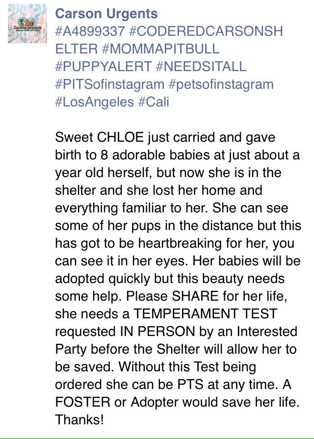 giselle1900's tweet photo. CODE RED!NEEDS SHARES&PLEDGES ASAP!AT SHELTER SINCE NOV22😰https://t.co/nE5xvqubRz #Ca #pitull @Gdad1 @ruthmen https://t.co/hf0aCtKCkk