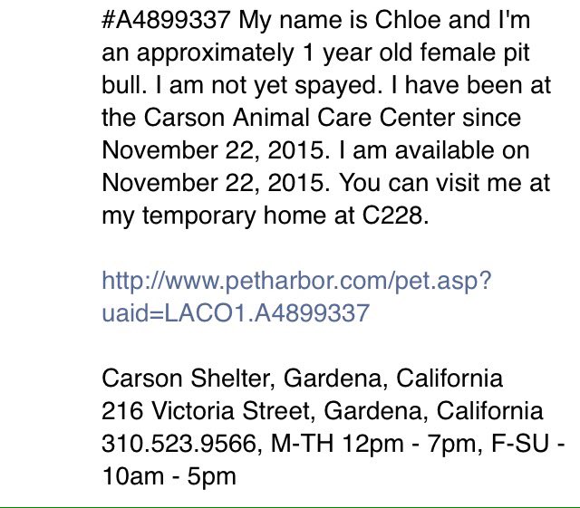 giselle1900's tweet photo. CODE RED!NEEDS SHARES&PLEDGES ASAP!AT SHELTER SINCE NOV22😰https://t.co/nE5xvqubRz #Ca #pitull @Gdad1 @ruthmen https://t.co/hf0aCtKCkk
