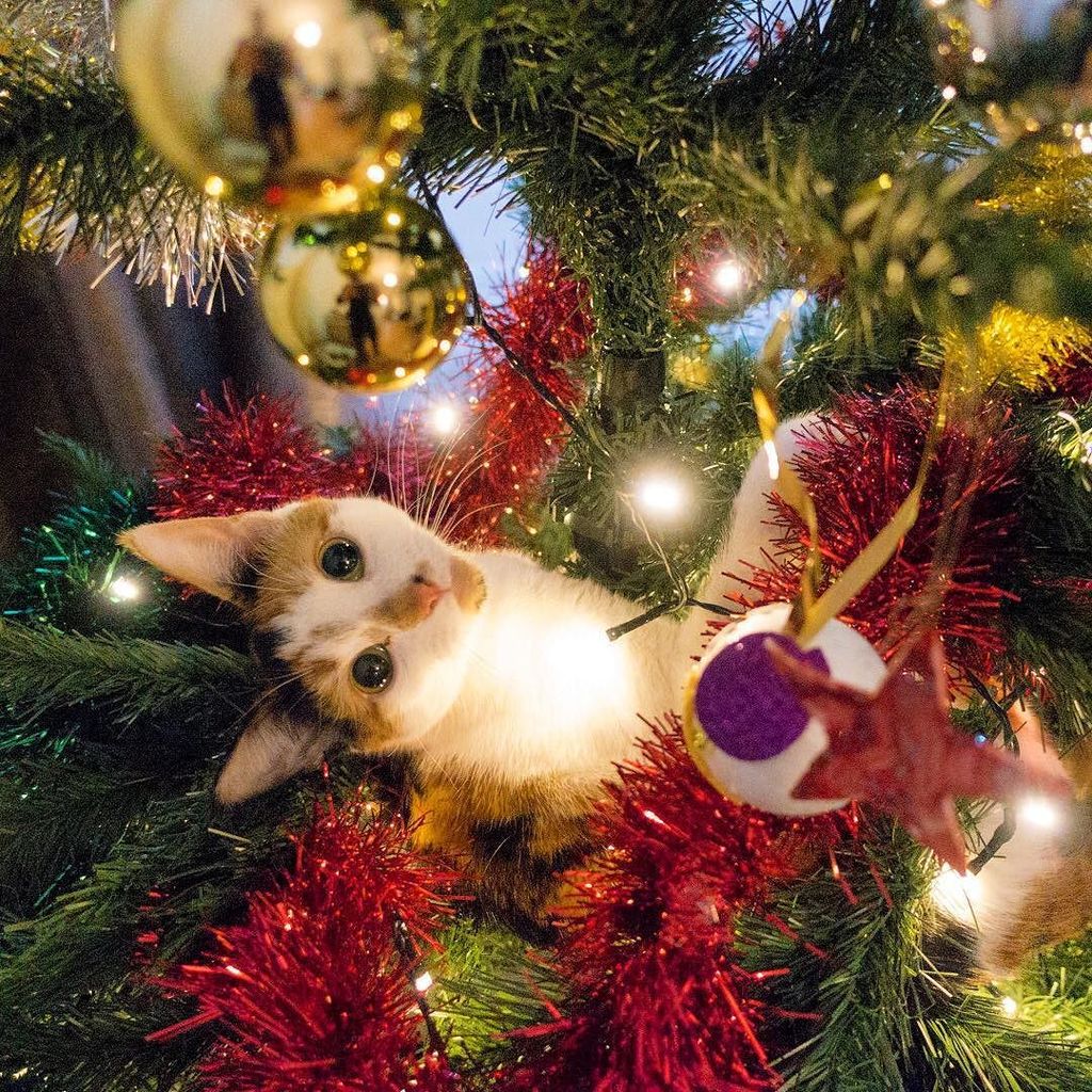 #christmascat 
#cat #catsofinstagram #catsofinternet #catsofworld #catsoftheuniverse #cats… ift.tt/1J7huUU