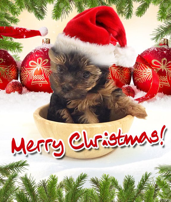 nellie_baby