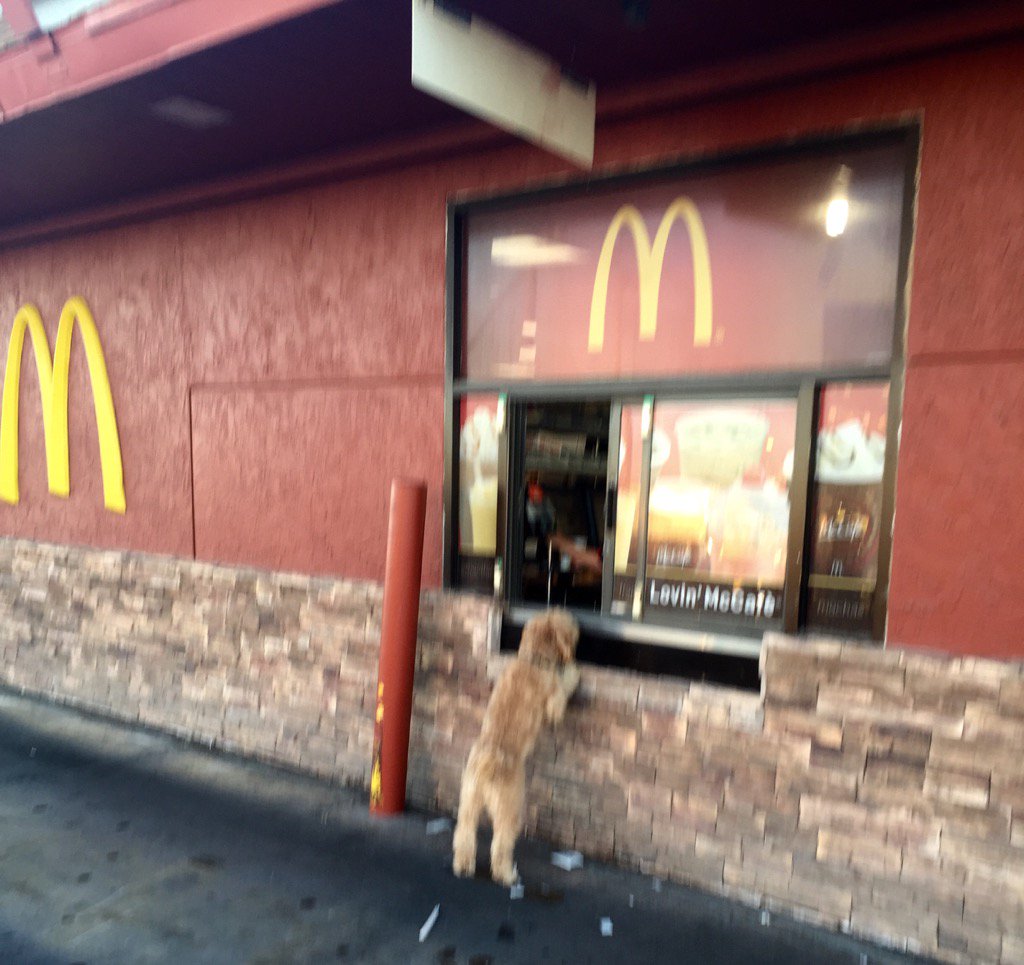 Are Dogs Allowed At Mcdonalds