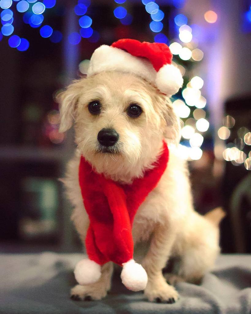 justinveenema's tweet photo. Carter can't wait for Santa! ππ
π#carterclause #vancarter #merrychristmas https://t.co/pLPepgJXwC https://t.co/ewPkq8WB9O