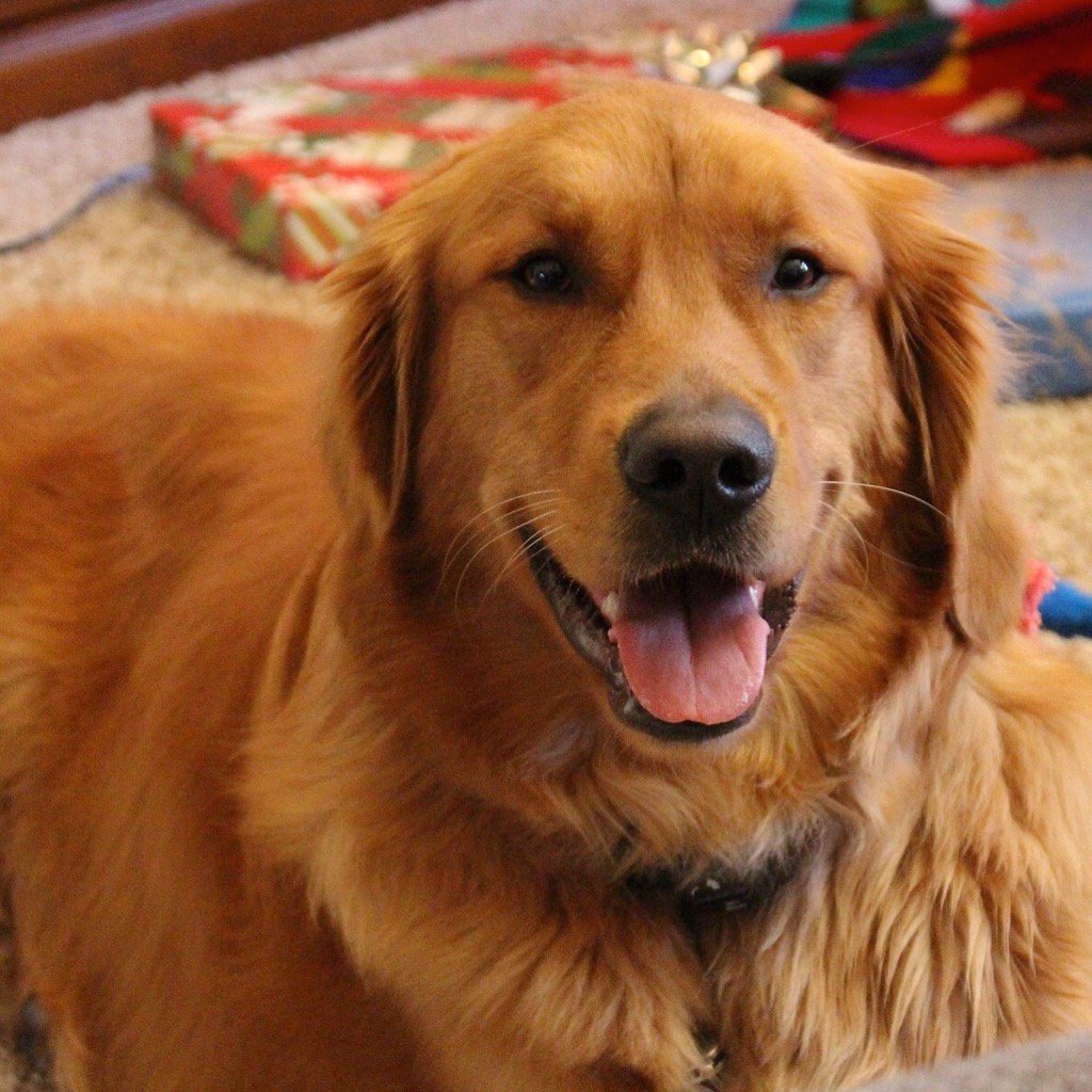 HaleyTheGolden's tweet photo. Merry Christmas! https://t.co/SsAto3WjbM