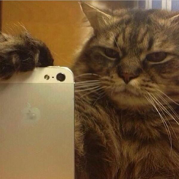 SoCuteKittens's tweet photo. This is how to do a selfie. https://t.co/opAvVVWHrn