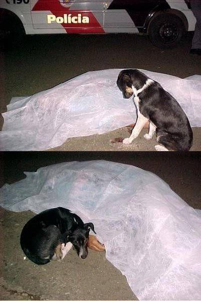 ট ইট র 素敵で感動名言集 自殺した飼い主の遺体から離れない犬の画像です絶対に離れない犬の悲しそうは顔が可哀想で仕方ない犬は絶対に裏切ら ない感動した人拡散お願いします T Co Oae7dayxen