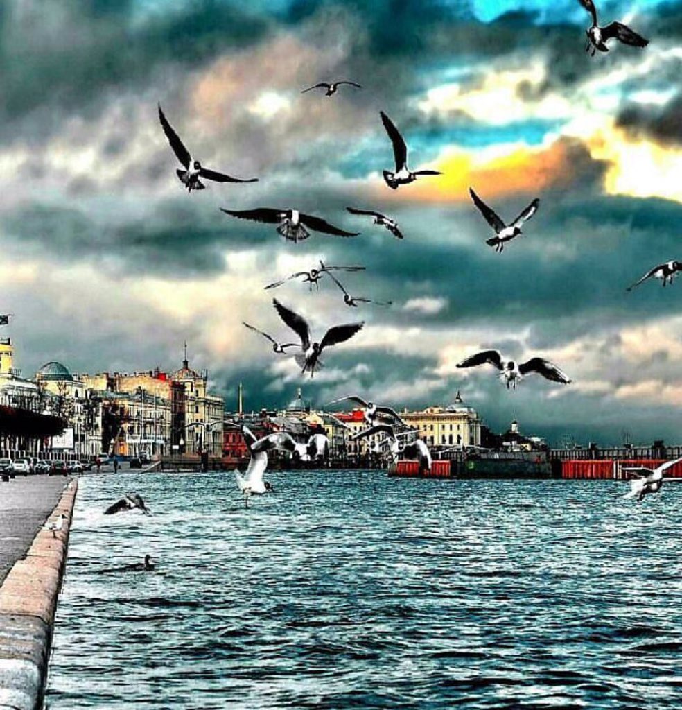 Санкт-Петербург Нева Чайки