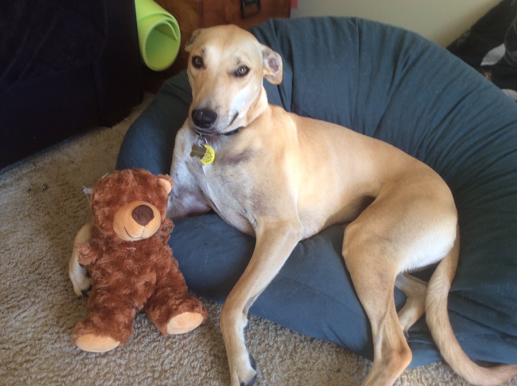 I am Sunshine (not the animal) I miss Frank this Christmas because...my chew toys are not as durable