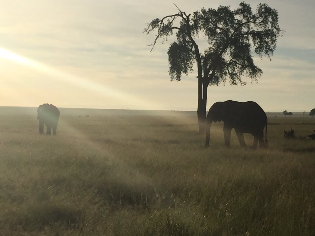 kwakia's tweet photo. #ThisIsTheKenyaILove #MaasaiMara #SentinelMaraCamp https://t.co/y7nxFjVcwG
