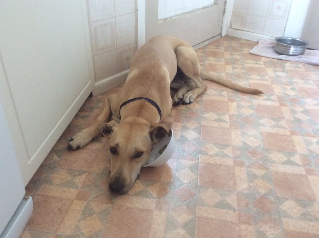 I am Sunshine and I miss Frank this Christmas because...dinner time is no longer a race. I like racing