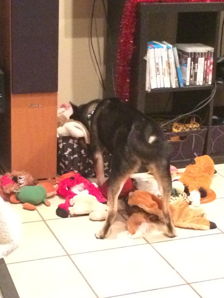 KodyElke's tweet photo. @SwisherShiba while you're sitting in the kitchen, I am helping myself to your toy basket. #thanks #bestsisterever https://t.co/9btMkpwLfE