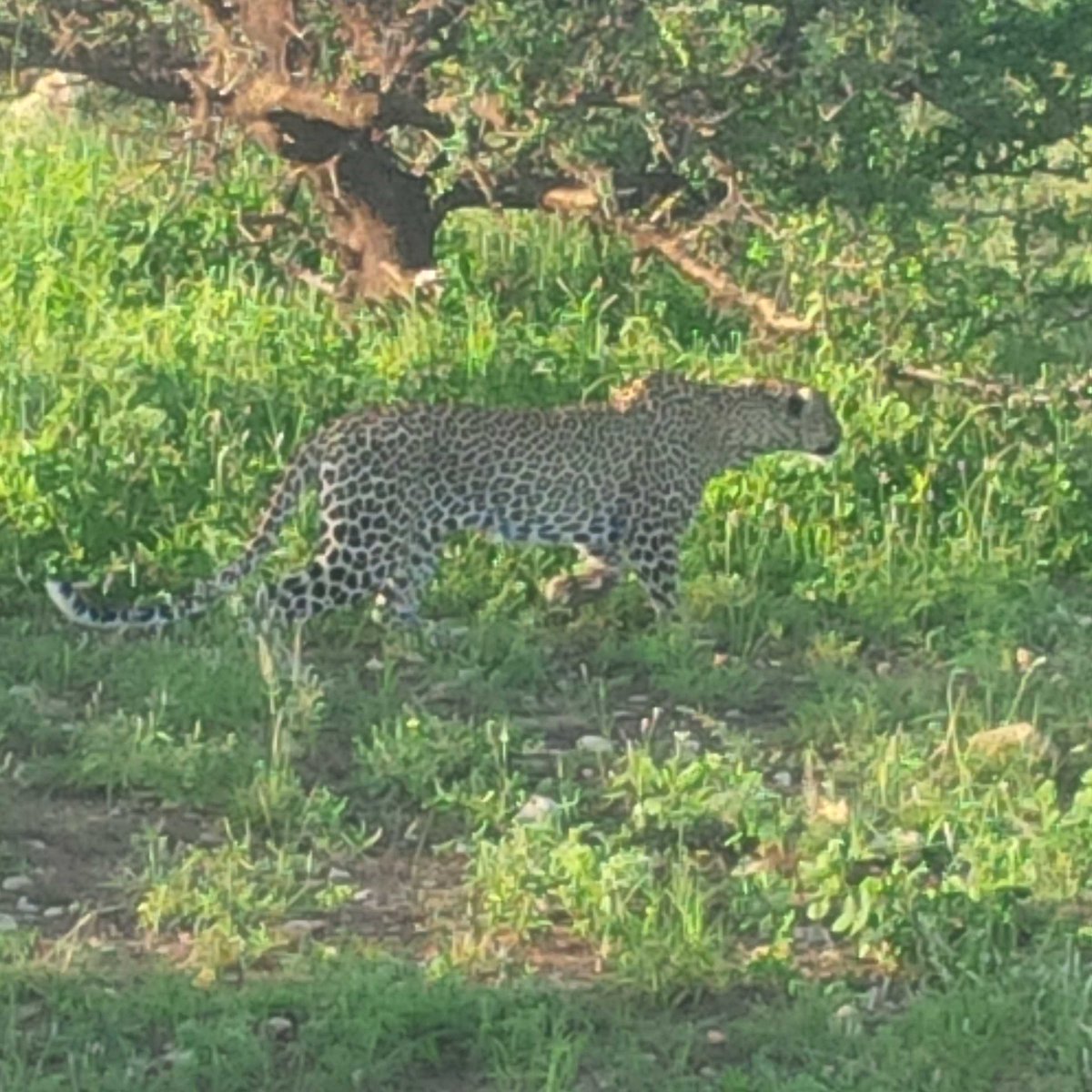 PolMaes's tweet photo. @atlasreizen #whyIloveKenya https://t.co/mQI5D18WfG