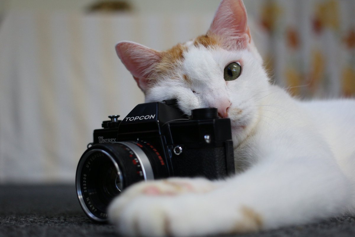 Haischlib カメラ好きな猫と繋がりたい Ar Twitter