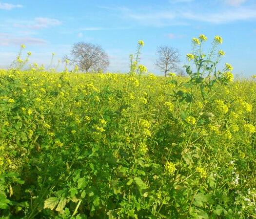 apivital's tweet image. Noël 2015 en Alsace: les abeilles récoltent pollen et nectar sur de la moutarde (engrais vert) en pleine floraison !