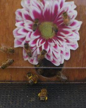 apivital's tweet image. Noël 2015 en Alsace: les abeilles récoltent pollen et nectar sur de la moutarde (engrais vert) en pleine floraison !