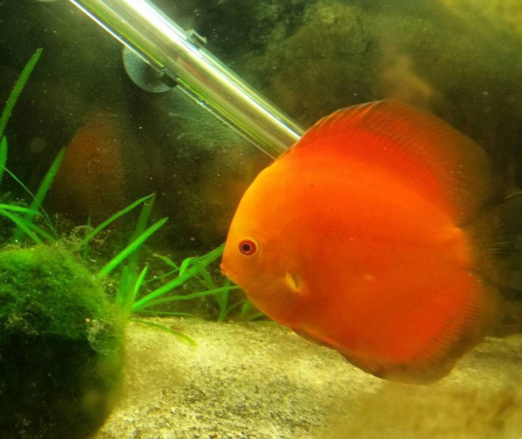 Akvaristan's tweet photo. #akvaristan #aquarium #akvaryum #aquarien #marlboro #golddiscus #goldendiscus #discustank #exoticfish #discuscanada… https://t.co/xnfHtFs6mZ