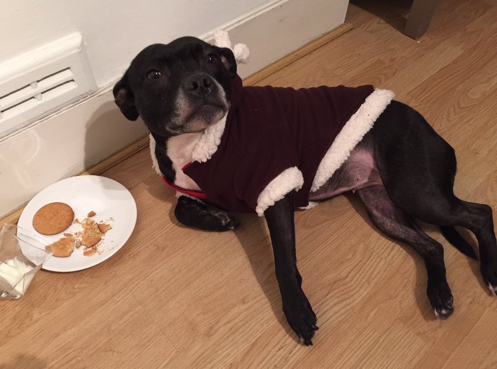 mollydogwindow1's tweet photo. That was a tough nights work in my reindeer suit,That Rudolph is a beast! Hope we delivered to everyone in time 🎅🏼🐶🎁 https://t.co/PcIgB4qYWR