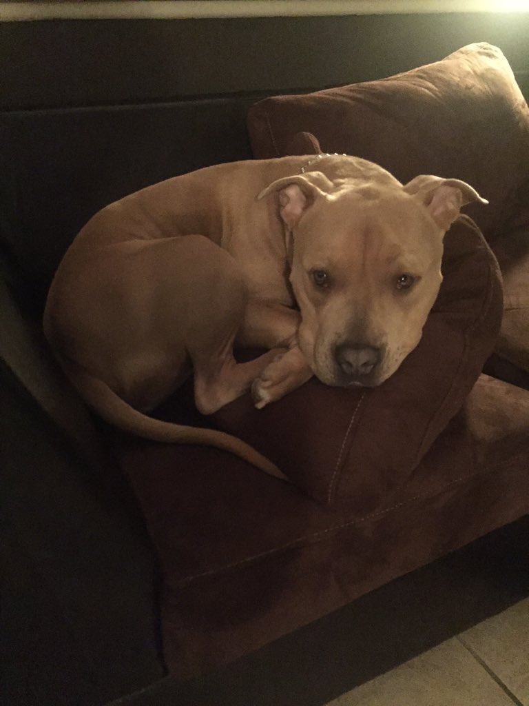 billyinzmoreyep's tweet photo. I miss my Hugo man! #hugoknows Merry Christmas everyone! https://t.co/DbtoZgQuw6