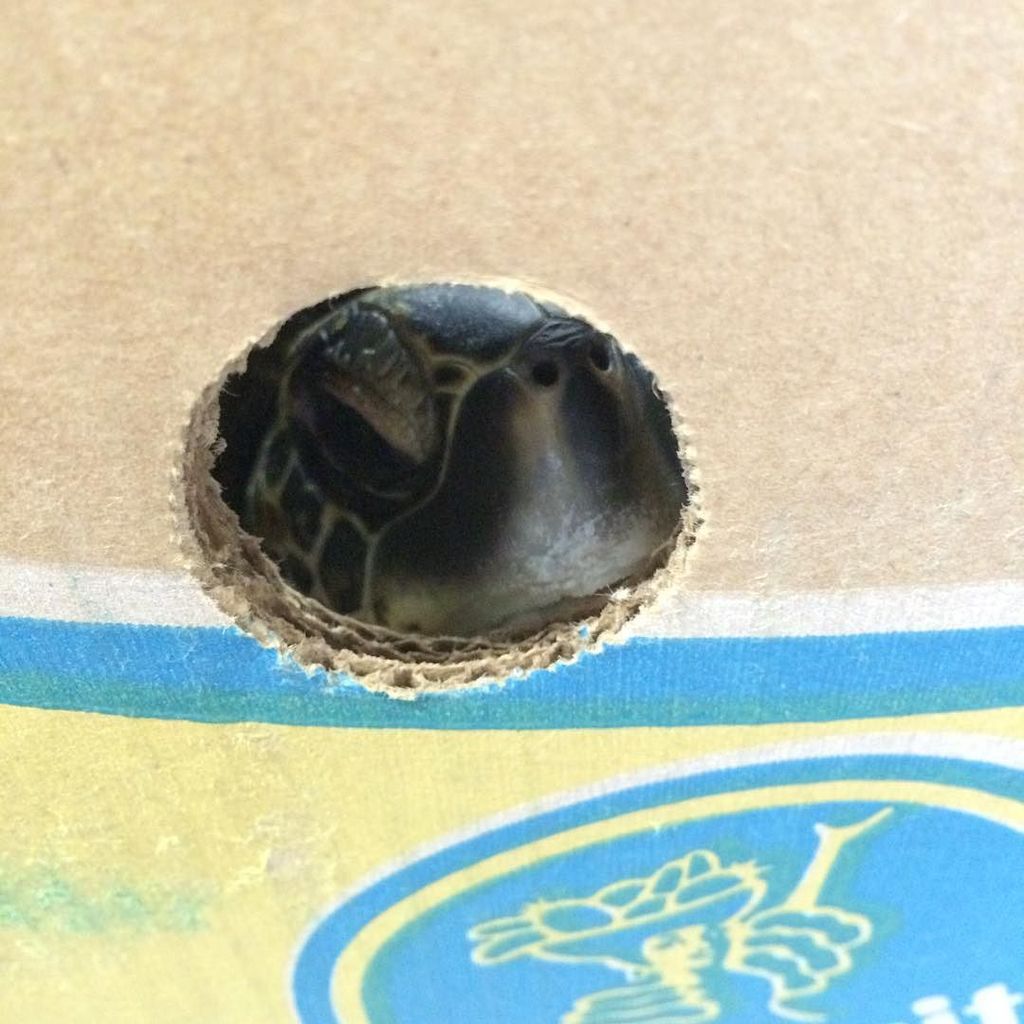 NEAQ's tweet image. #Christmas presents look a little different at our sea turtle hospital. (A green #seaturtl… ift.tt/1m9lfPN