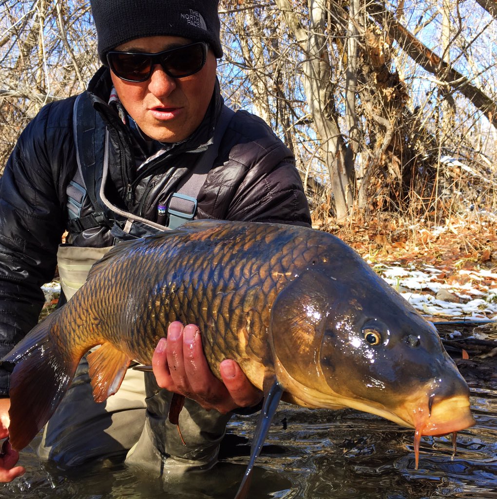 utahsflybox's tweet photo. A Utah golden bone. #flyfishing #carp #Winter #thenorthface #orvis #tackyflyfishing #bluehalo #Utah https://t.co/euhaDCai3Z