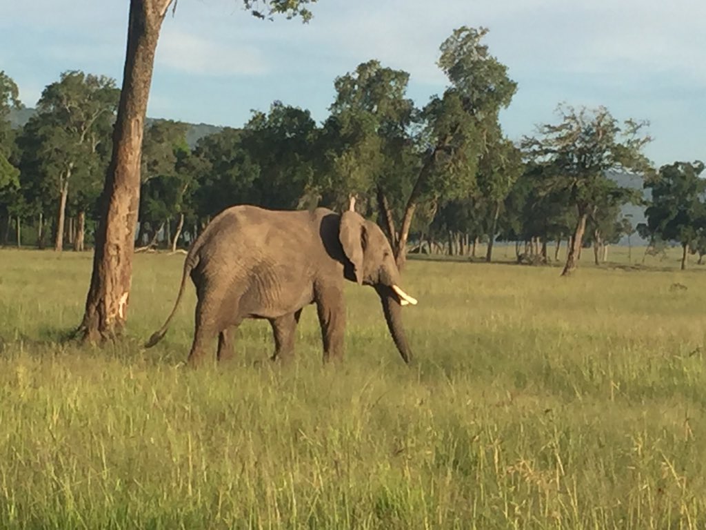 kwakia's tweet photo. #ThisIsTheKenyaILove @kwskenya @KTF_Kenya @TourismFund @MagicalKenya #SentinelMaraCamp https://t.co/lt8wMJYlra