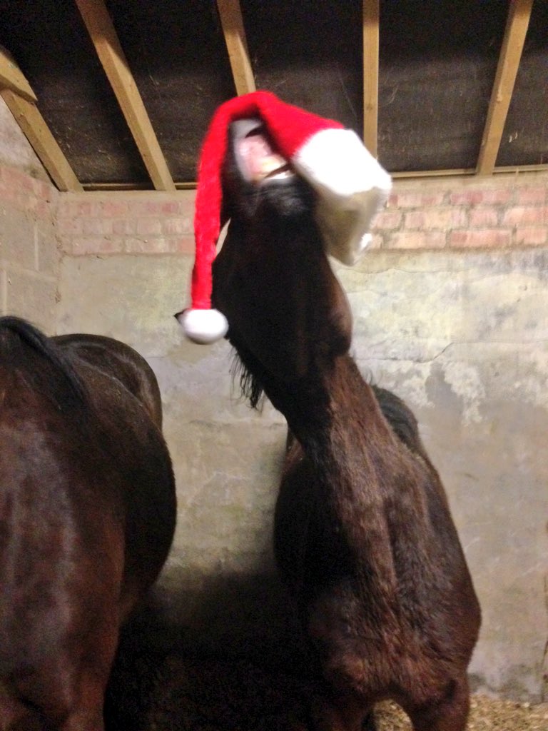 LaPiruPolo's tweet photo. Merry Christmas to all, from the naughty La Piru foals! https://t.co/ZjAcvL2vv3