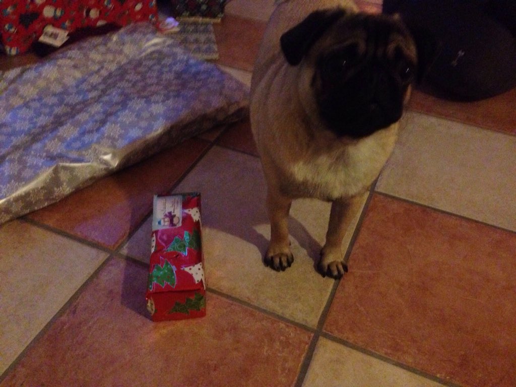 RalphiePug's tweet photo. Merry Chtistmas, Santa Paws came! #excitedpup #pug #presents https://t.co/gcmsJrantp