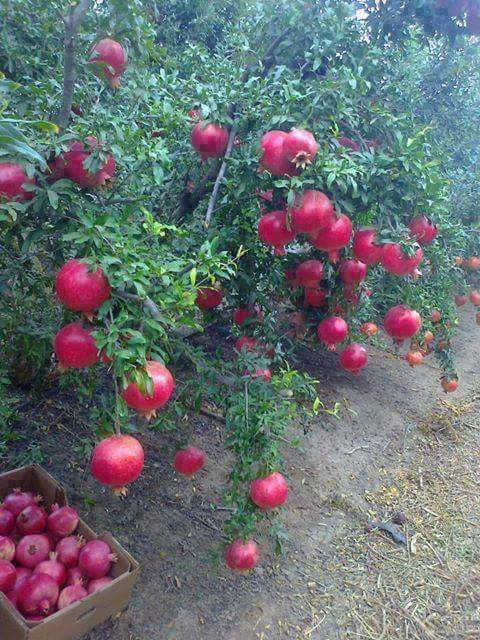 urtmmm's tweet photo. از طرف من به شما https://t.co/PAoqmViwZ9
