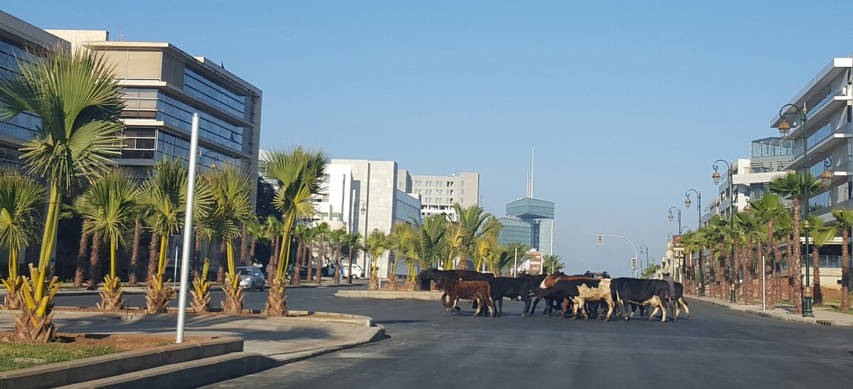 FaRockBen's tweet photo. Ce matin à Rabat Hay Ryad ..... #Rabat #Lumieres #HayRyad #CapiltaleAdministrative 🐄🐄🐂🐄🐂🐂🐂🐃🐃🐃🐂🐄🐐🐐🐐 https://t.co/OKcyvgcP3w