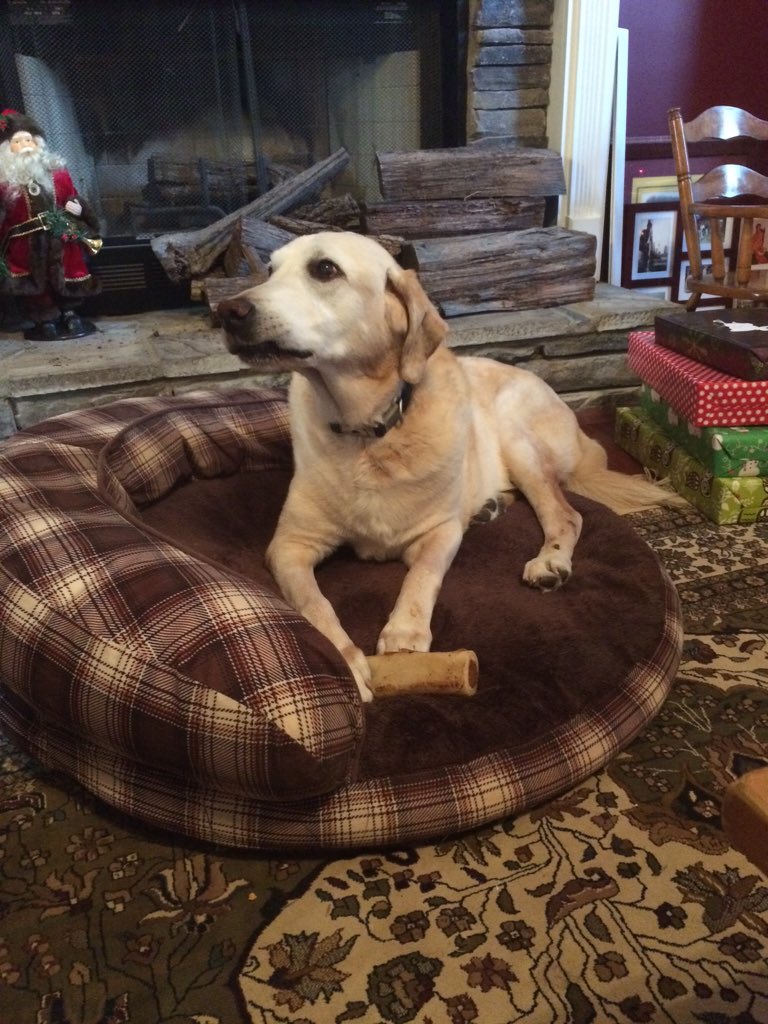 wtcastrillon's tweet photo. First Christmas without my best friend stomping around the tree and stressing out my mom. https://t.co/z9L15cxcOk
