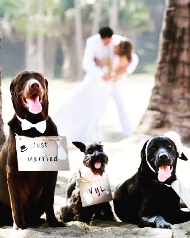 Güzel bir Cuma olsun 👊🏻 #happyfriday #weddingwithpets #wedding #inspiration