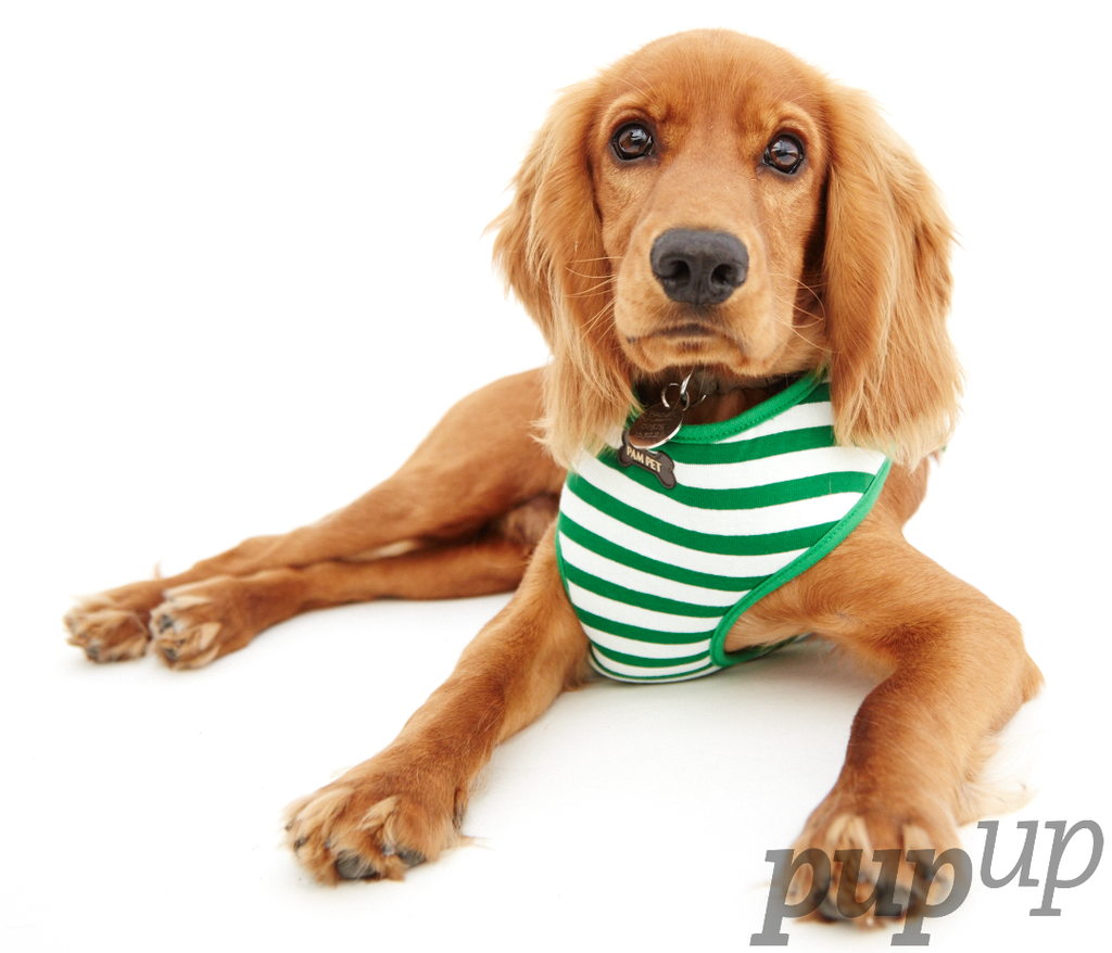PupUpStudio tweet picture