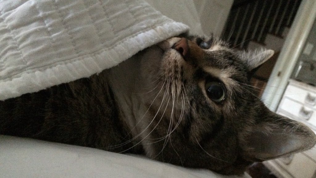 kimlylesavannah's tweet photo. Mommy, all rescue cats should sleep in a bed #ChristmasCats #rescuecat #peta #pussingtonpost #cat #edwardthecat https://t.co/dA5Tr4xZ26