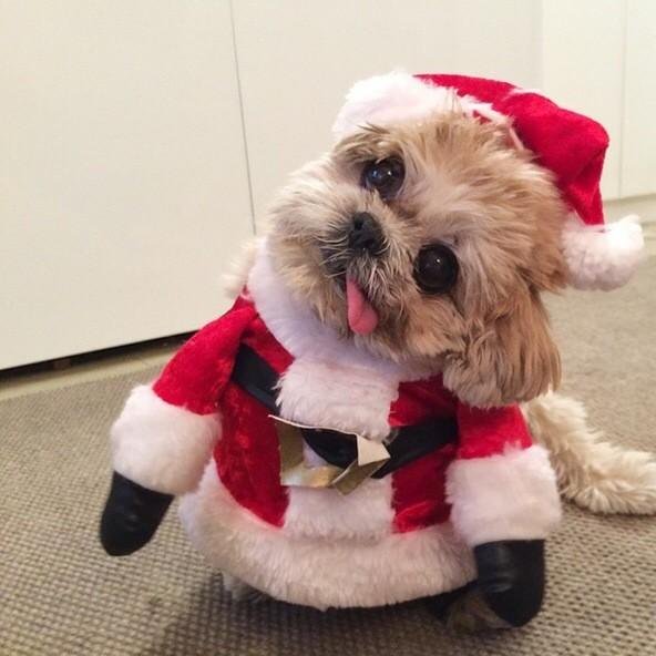 OTMJSM's tweet photo. @OTMMBL drop by to wish you a merry christmas - xoxo, jeon somi https://t.co/KdS8nEyNwy