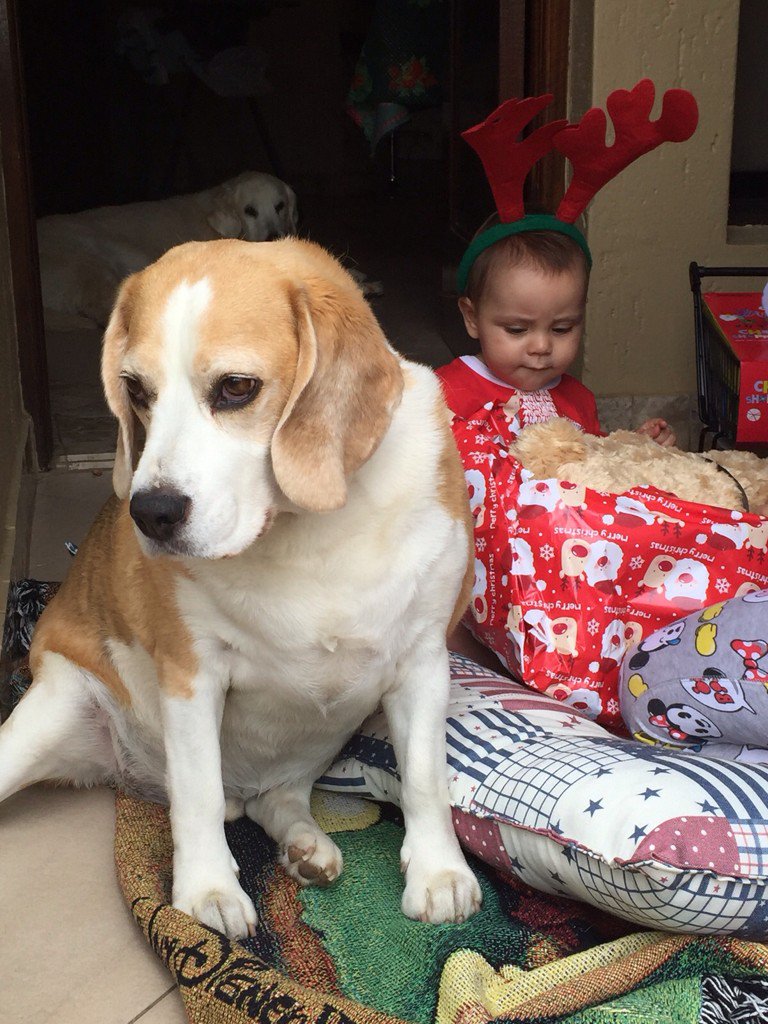 leobond83's tweet photo. #photobomb #christmas2015 #petlove #presents #leo #bond #thymios my #boys https://t.co/LqjDCWC7FN