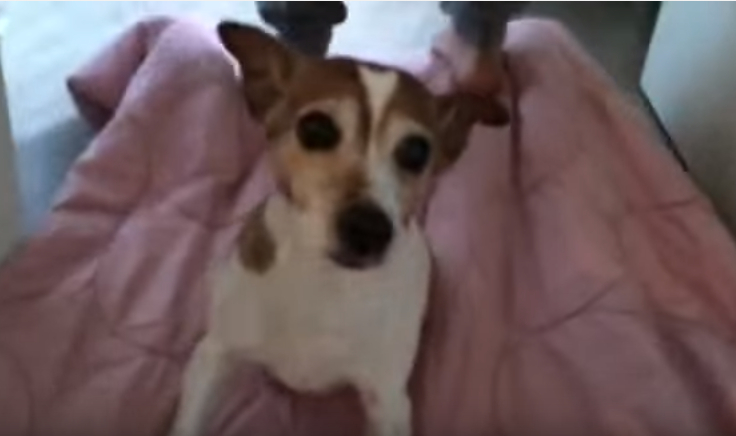Bark_Blog tweet picture