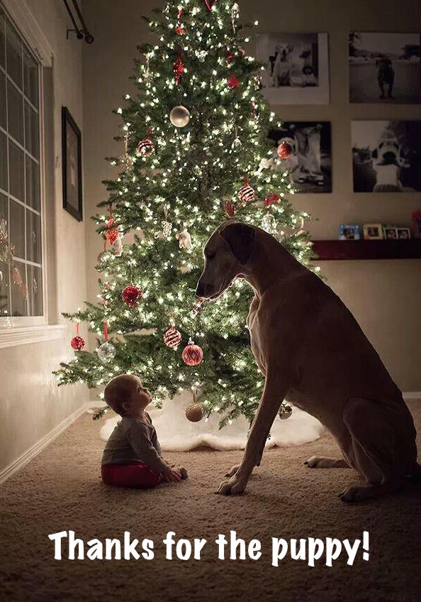 dogtrainingfun's tweet photo. Dear Santa, I'd like a puppy for Christmas...... https://t.co/eRq4dnmmvY