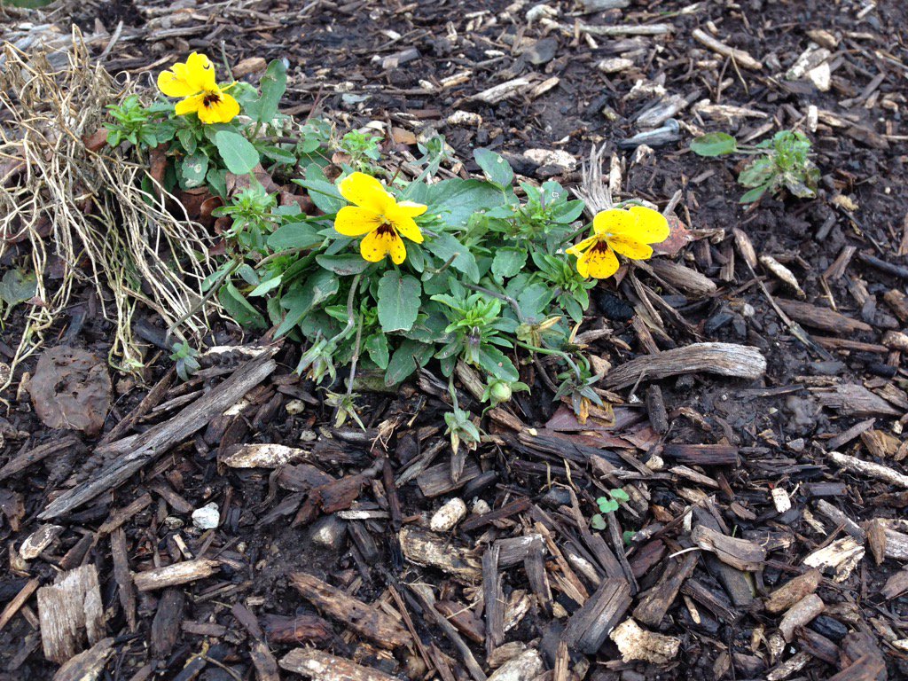 Christmas in #Indiana pansies blooming! #ChristmasMiracle #gardening