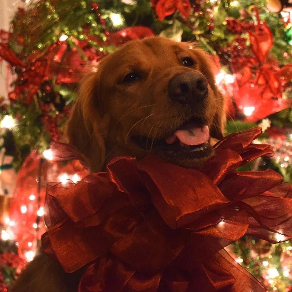 DHDogs tweet picture