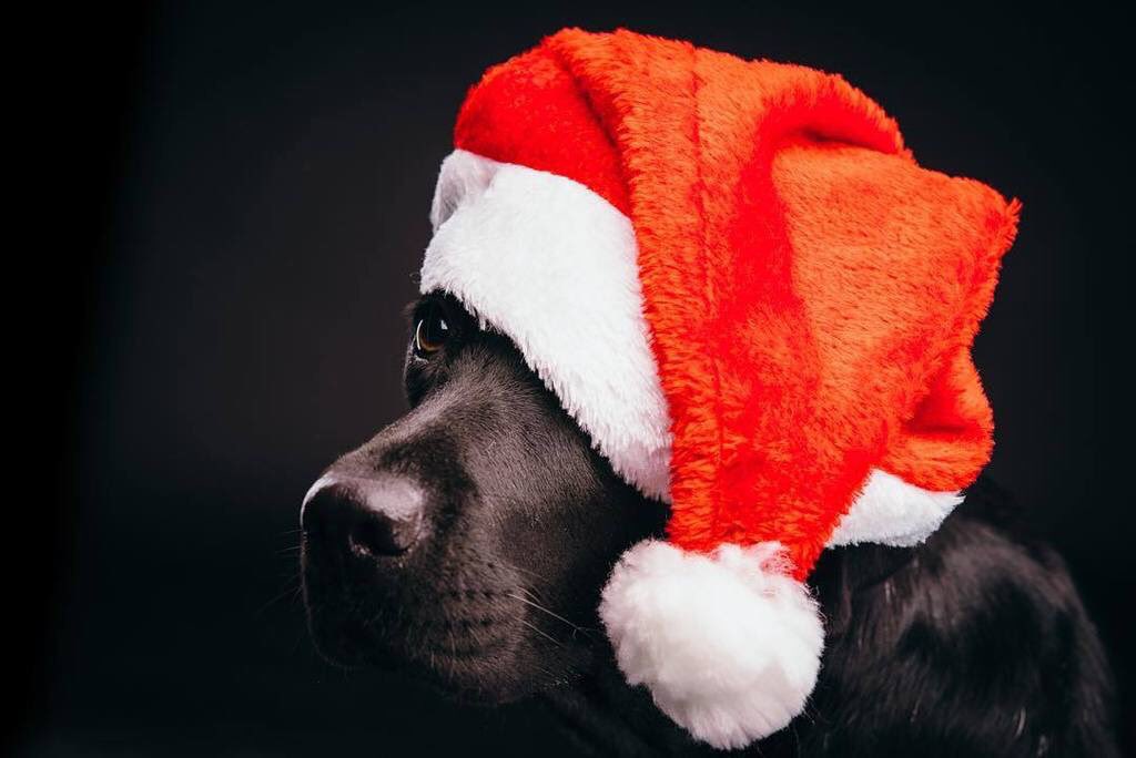 DHDogs tweet picture